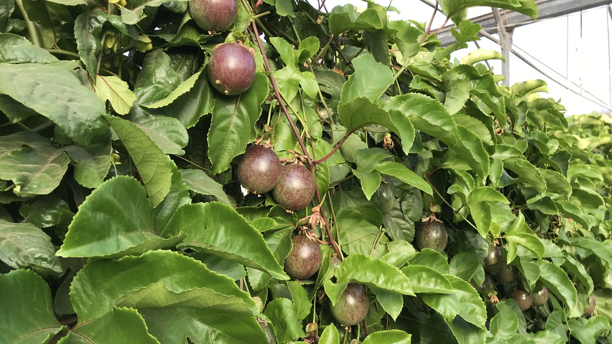 Tras el éxito del aguacate, ¿hay oportunidad para una nueva generación de frutas tropicales